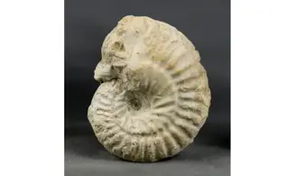 Ochetoceras hispidum