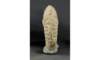 Ochetoceras hispidum