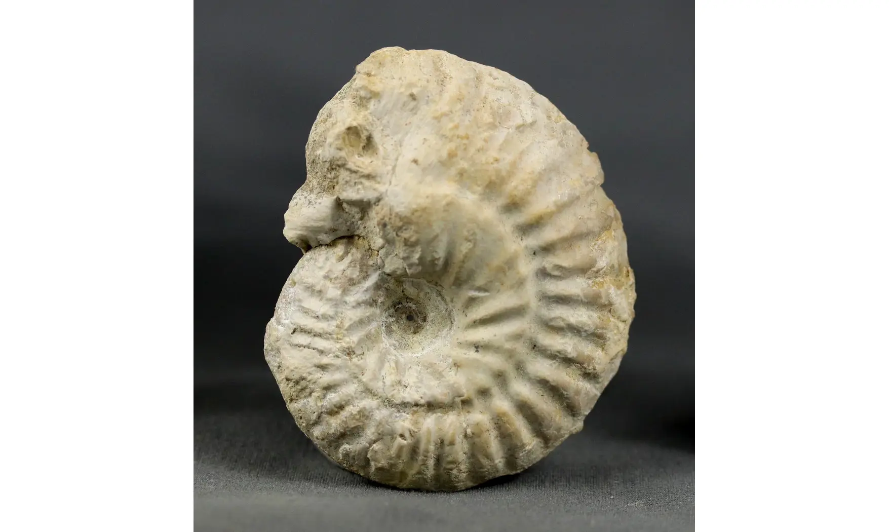 Ochetoceras hispidum