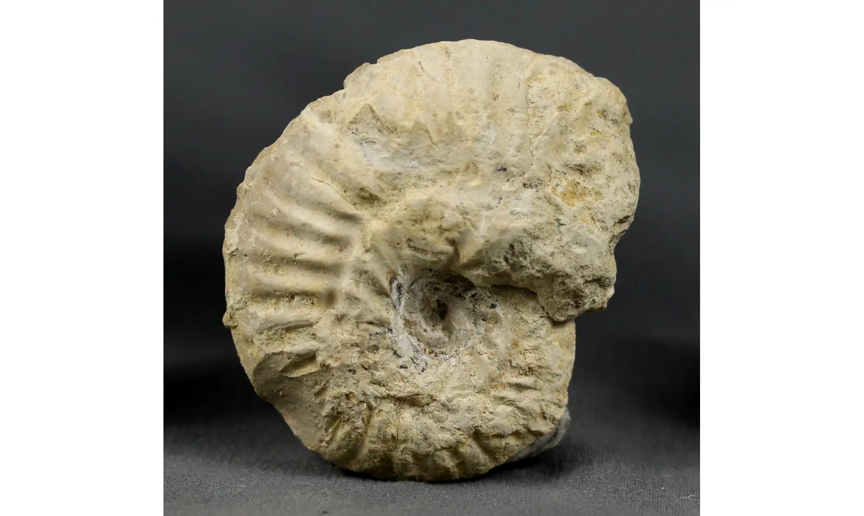 Ochetoceras hispidum