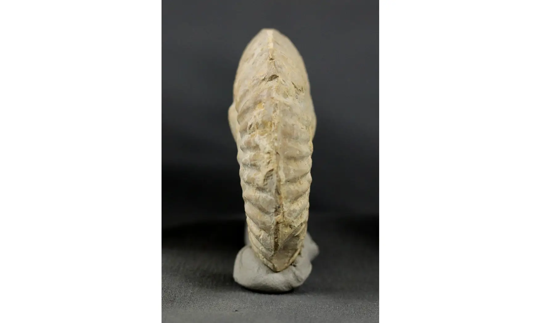 Ochetoceras hispidum