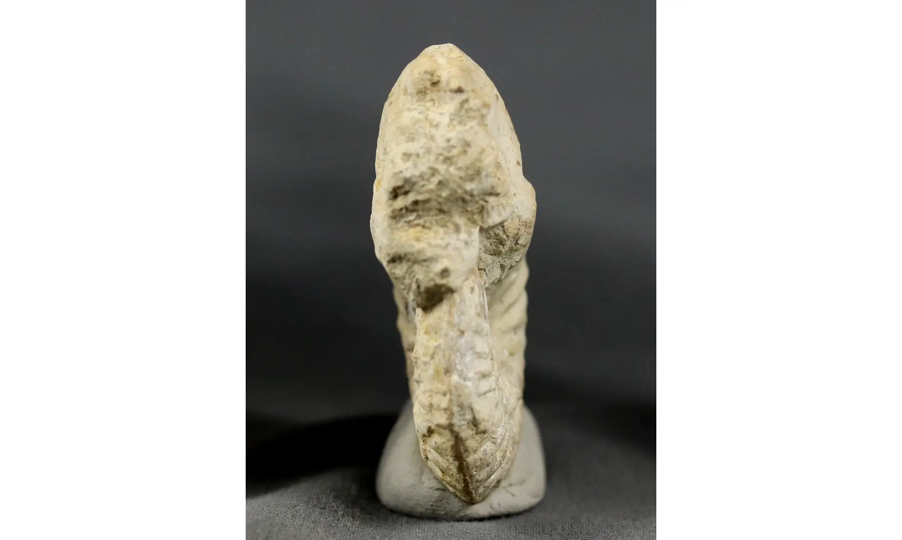 Ochetoceras hispidum