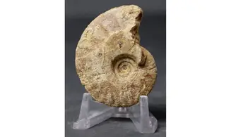 Trimarginites trimarginatus