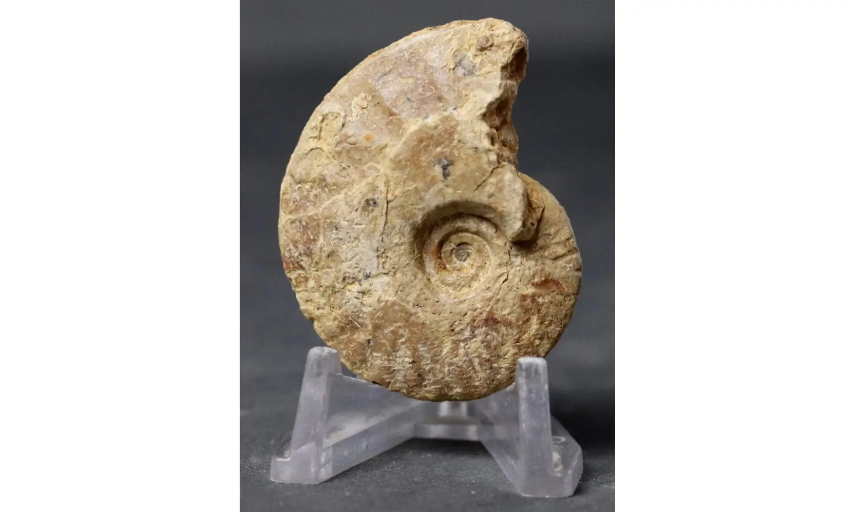 Trimarginites trimarginatus