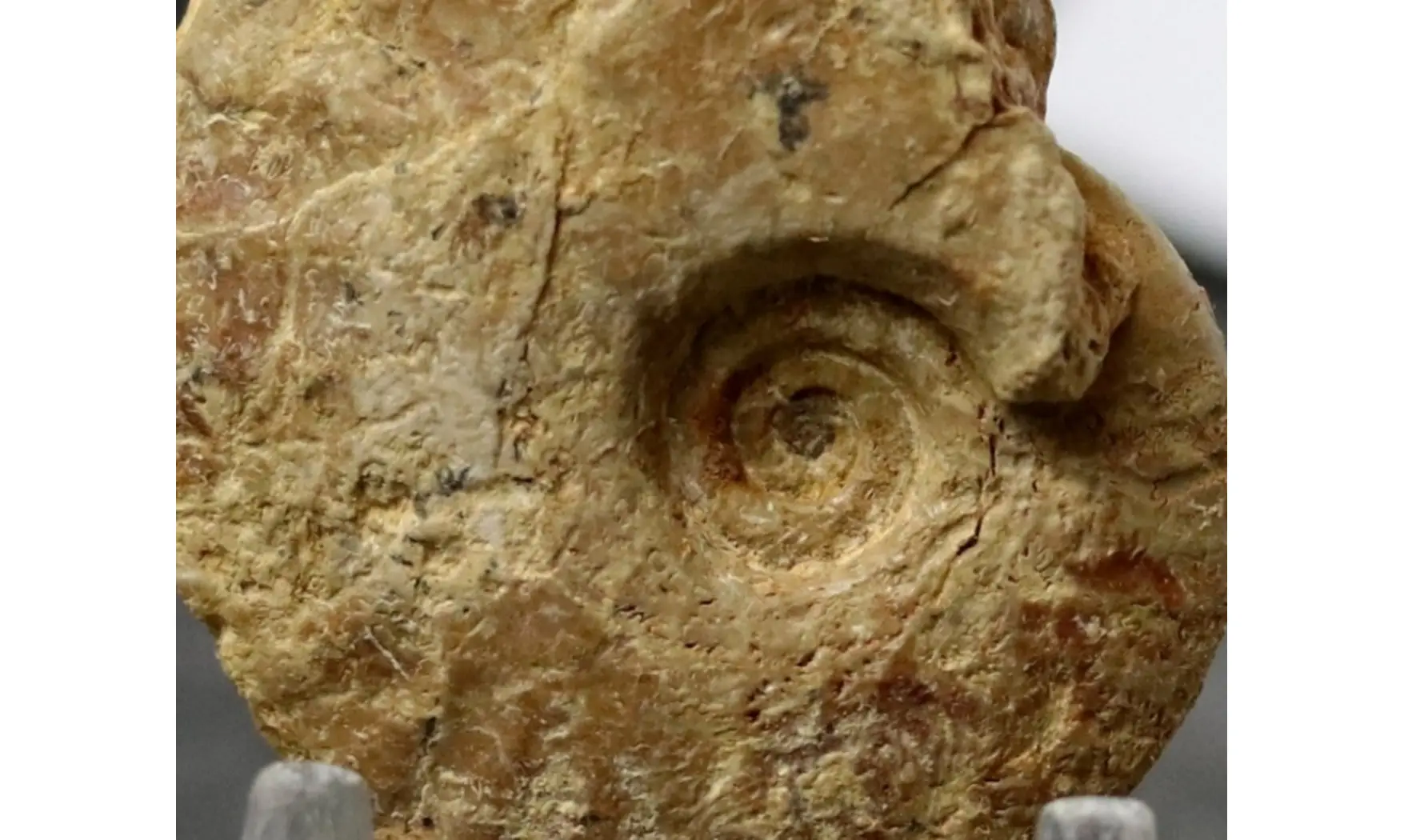 Trimarginites trimarginatus