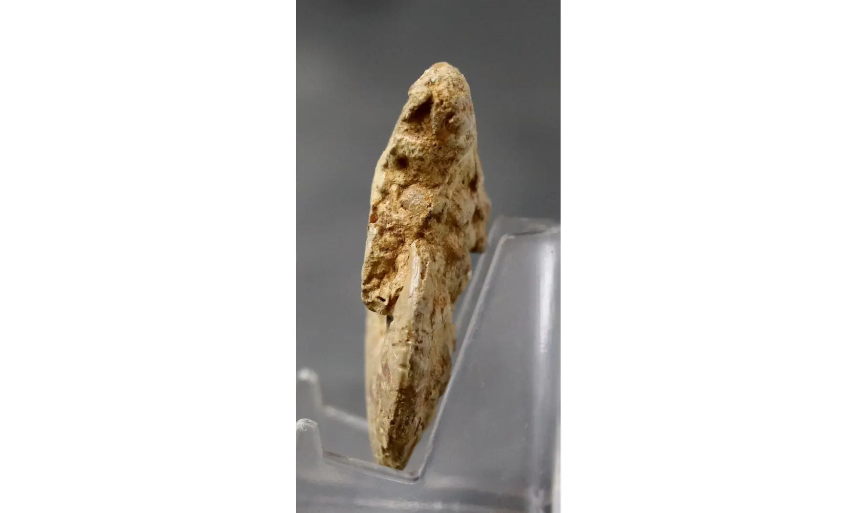Trimarginites trimarginatus