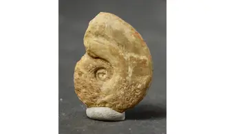 Glochiceras cornutum