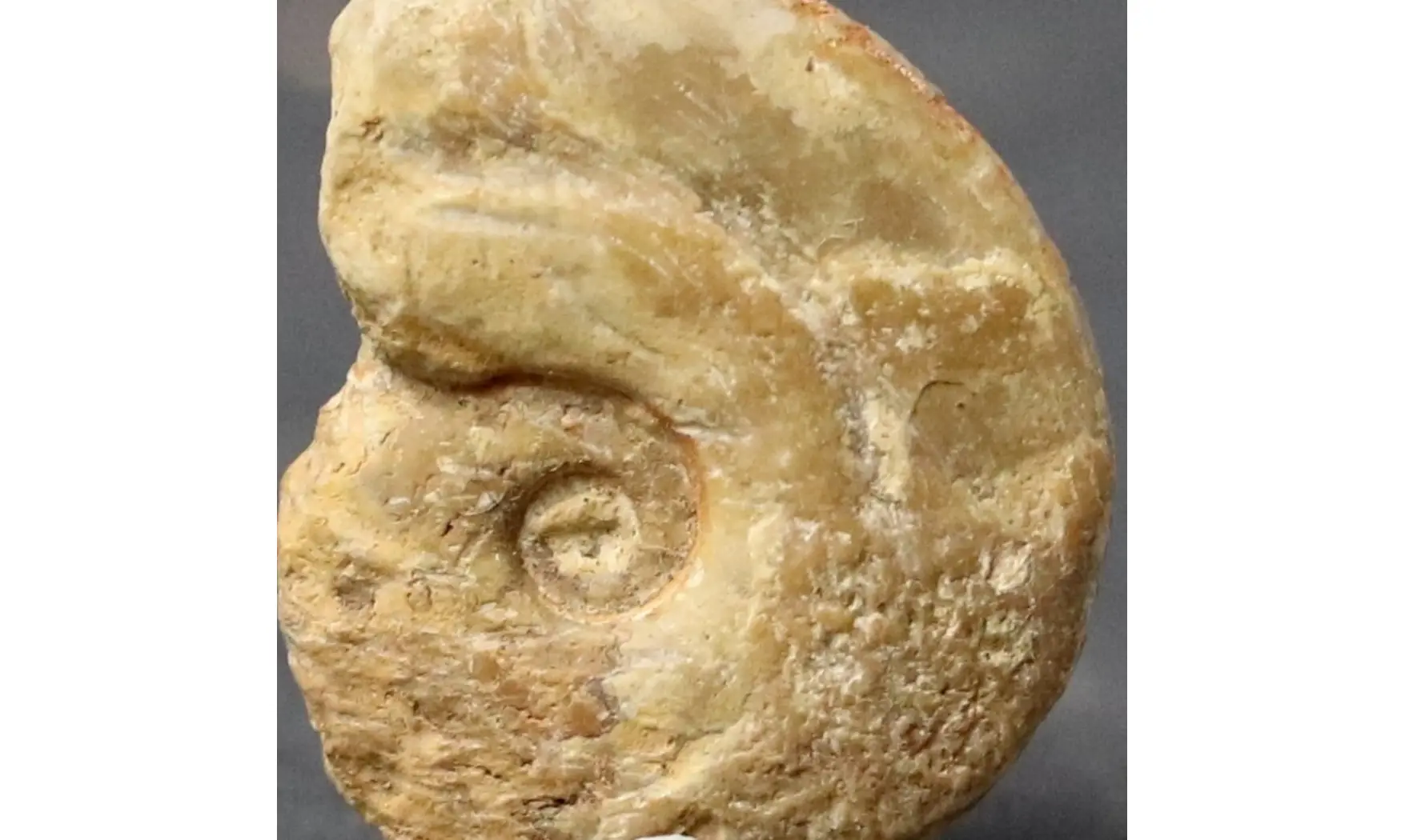 Glochiceras cornutum