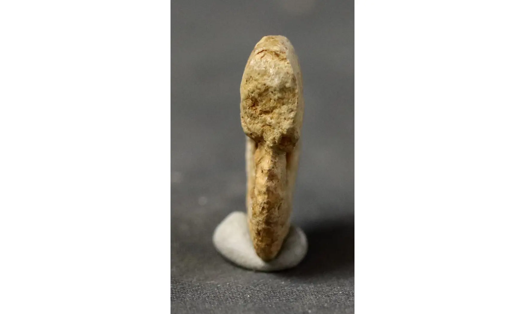 Glochiceras cornutum