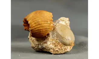 Erymnoceras juvenile