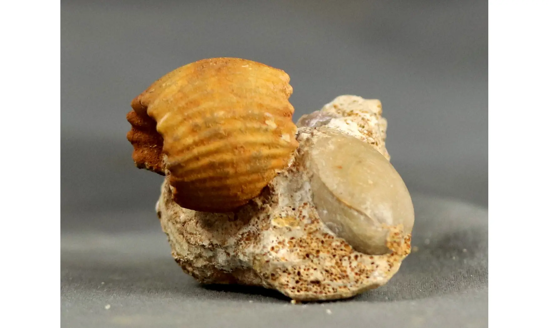 Erymnoceras juvenile