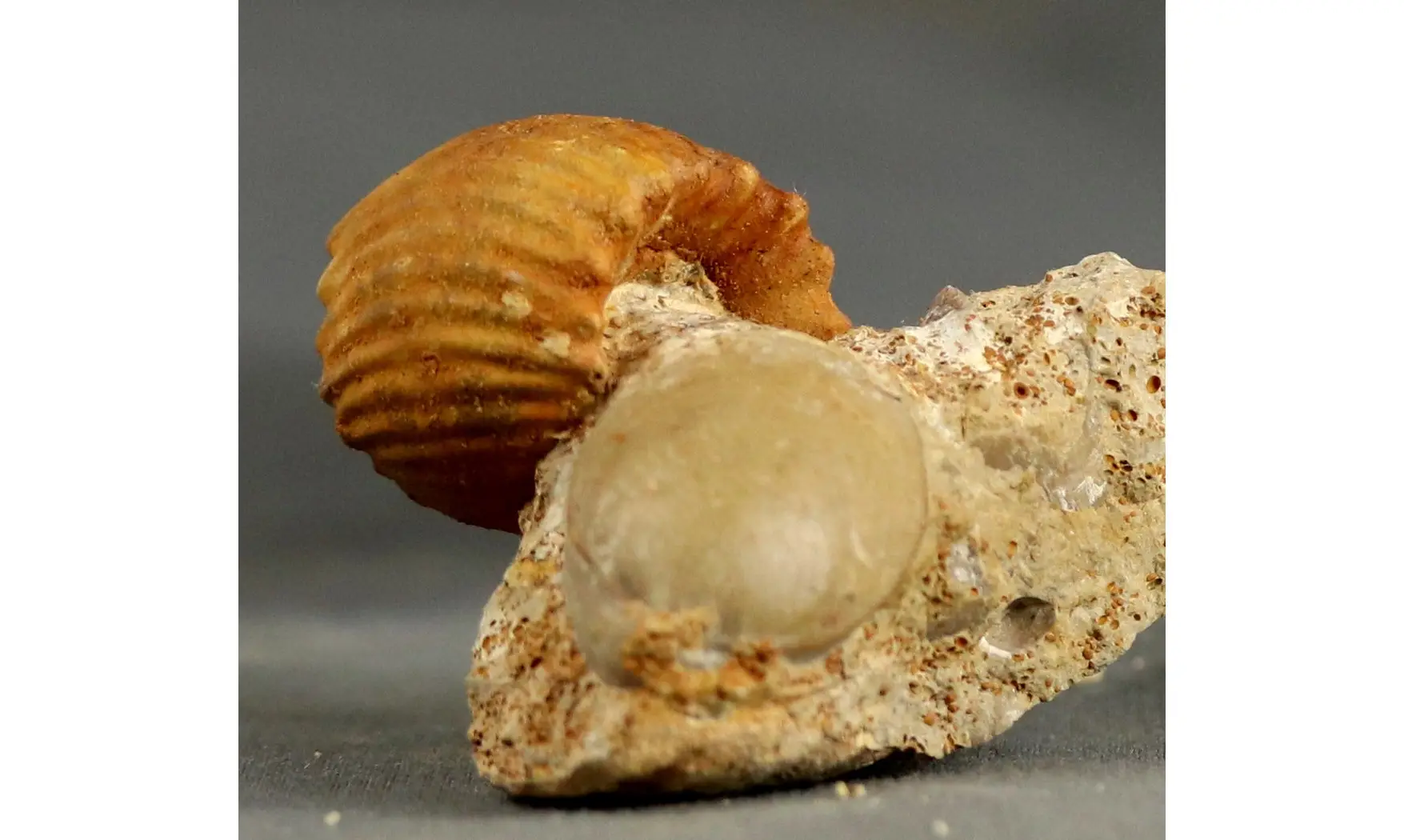 Erymnoceras juvenile