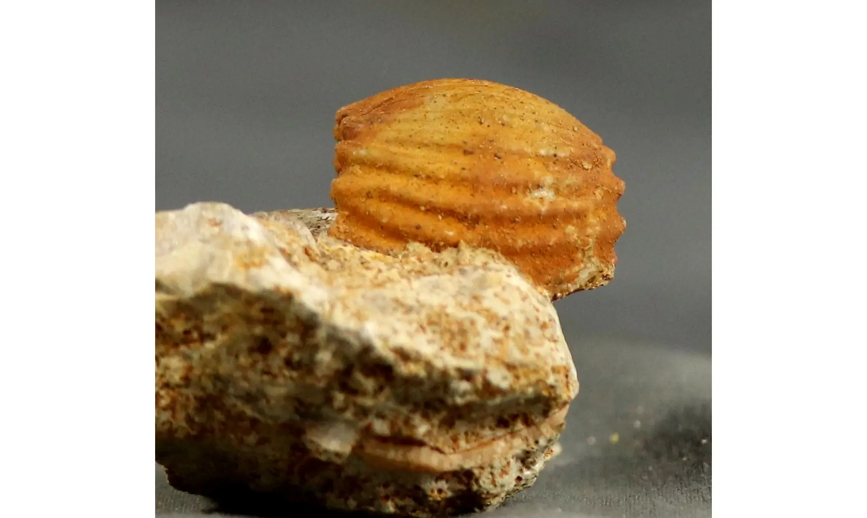 Erymnoceras juvenile