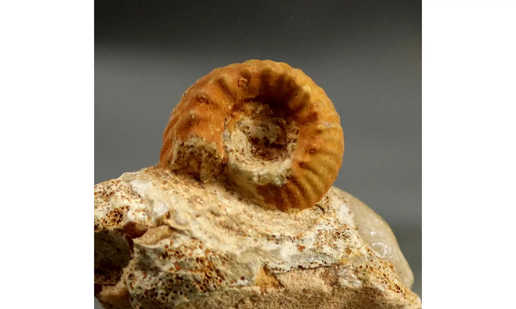 Erymnoceras juvenile