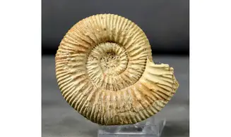 Rehmannia cf revili