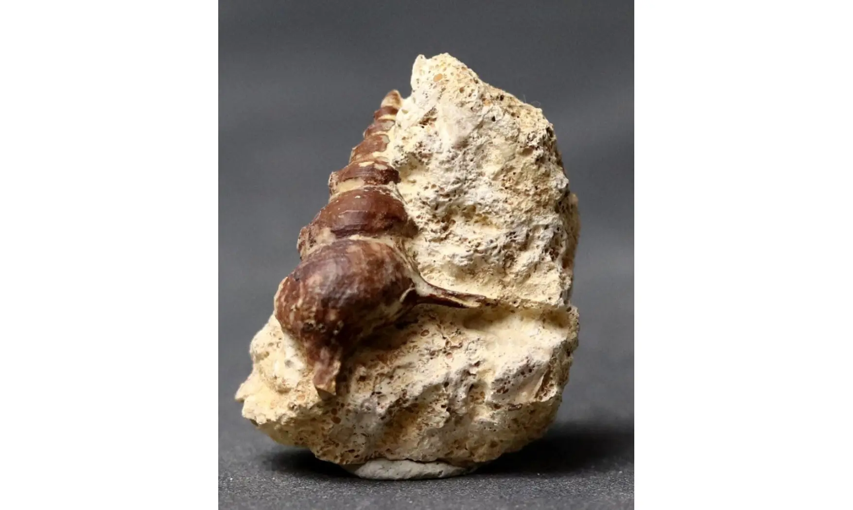 Spiniloma sp