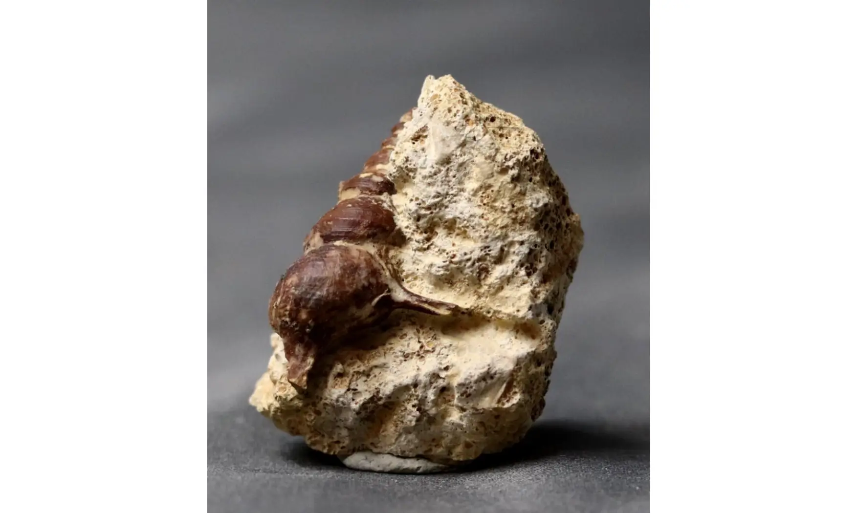 Spiniloma sp