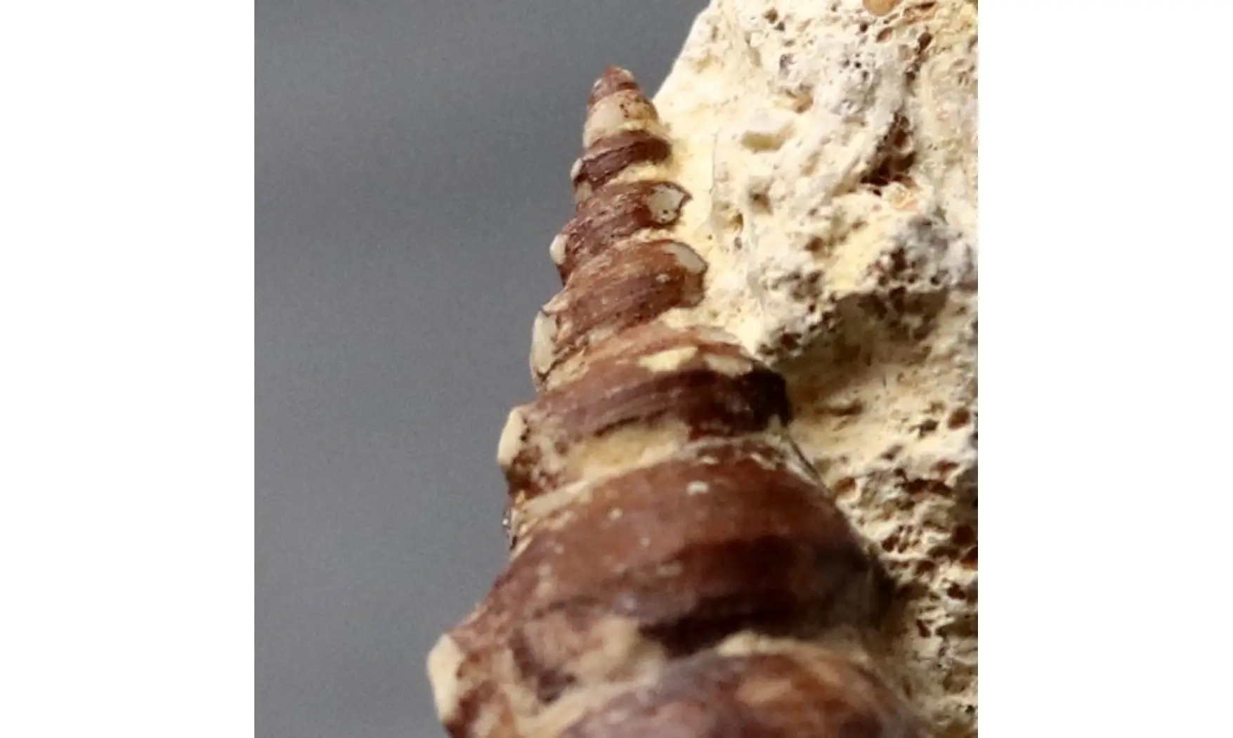 Spiniloma sp