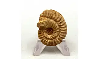 Ochetoceras hispidum