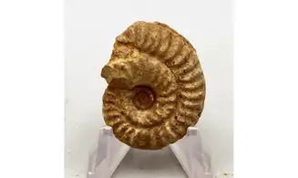 Ochetoceras hispidum