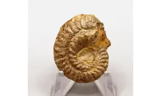 Ochetoceras hispidum