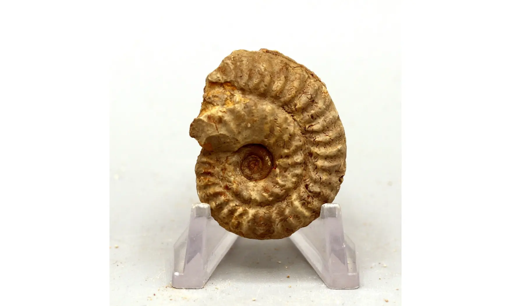Ochetoceras hispidum