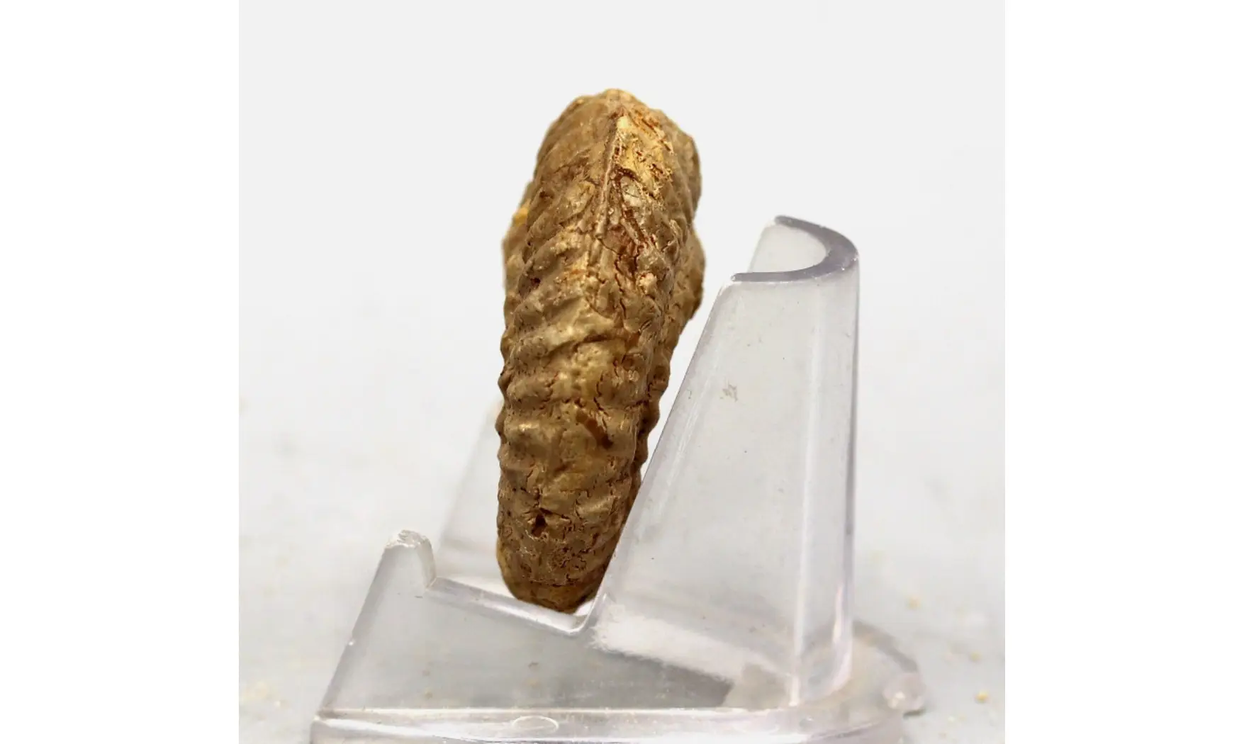 Ochetoceras hispidum
