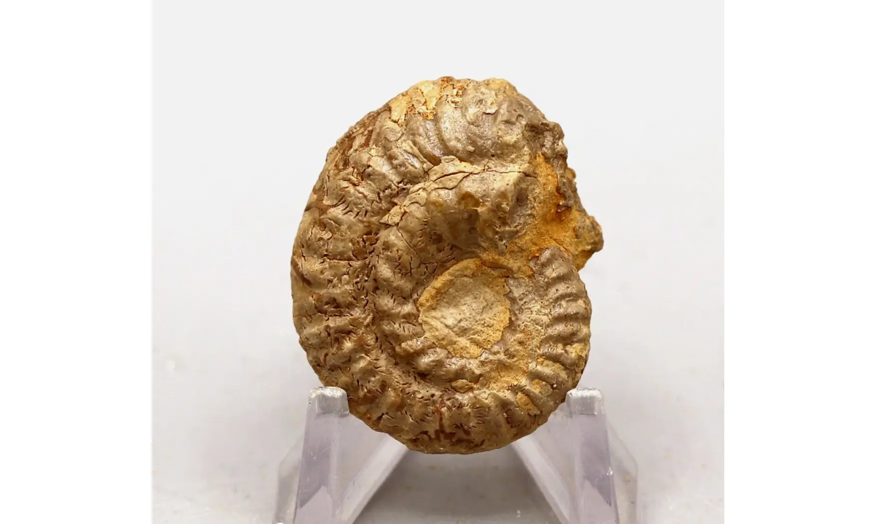 Ochetoceras hispidum