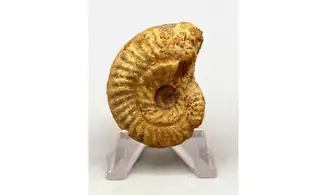 Ochetoceras hispidum