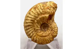 Ochetoceras hispidum