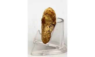 Ochetoceras hispidum