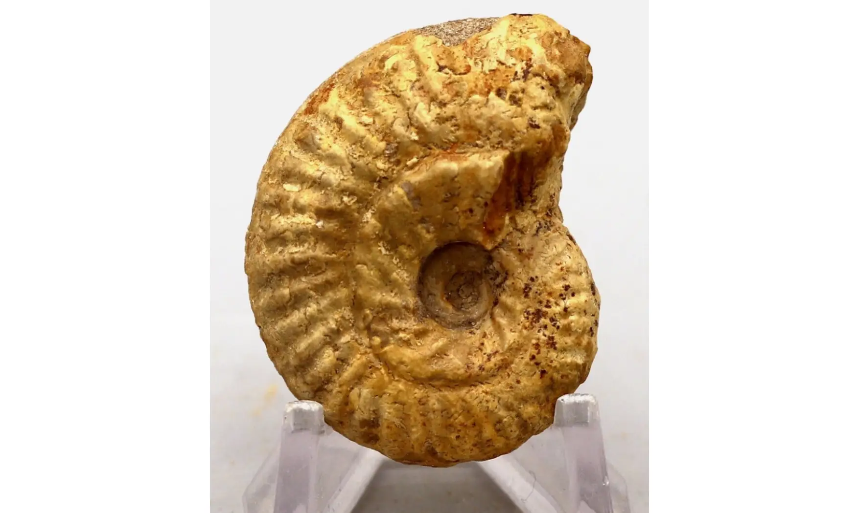 Ochetoceras hispidum