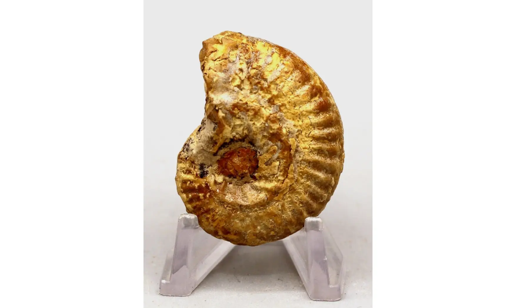 Ochetoceras hispidum