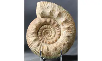Reineckeia anceps