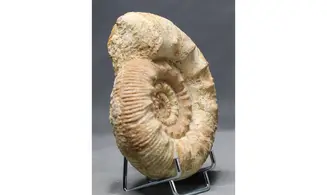 Reineckeia anceps