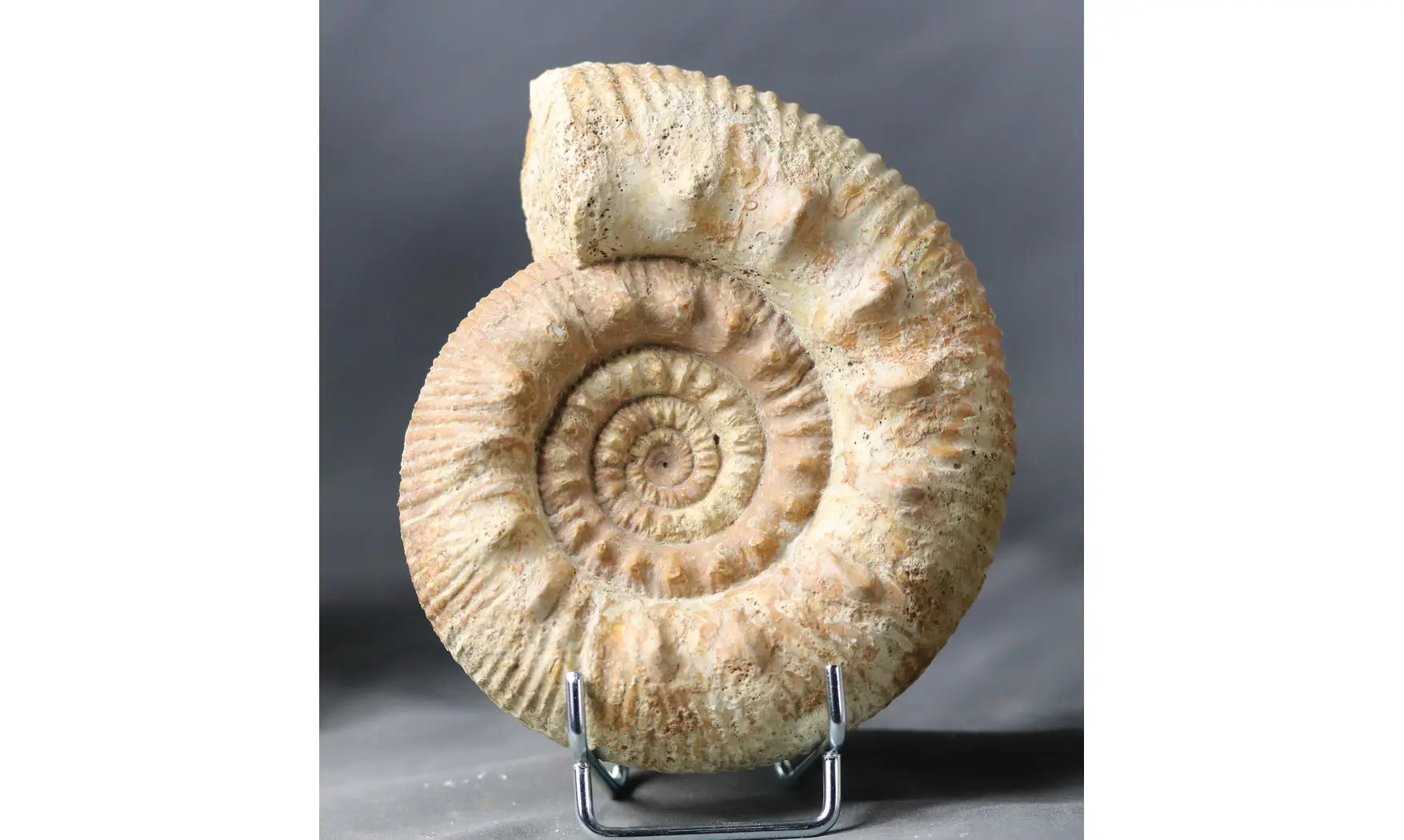 Reineckeia anceps