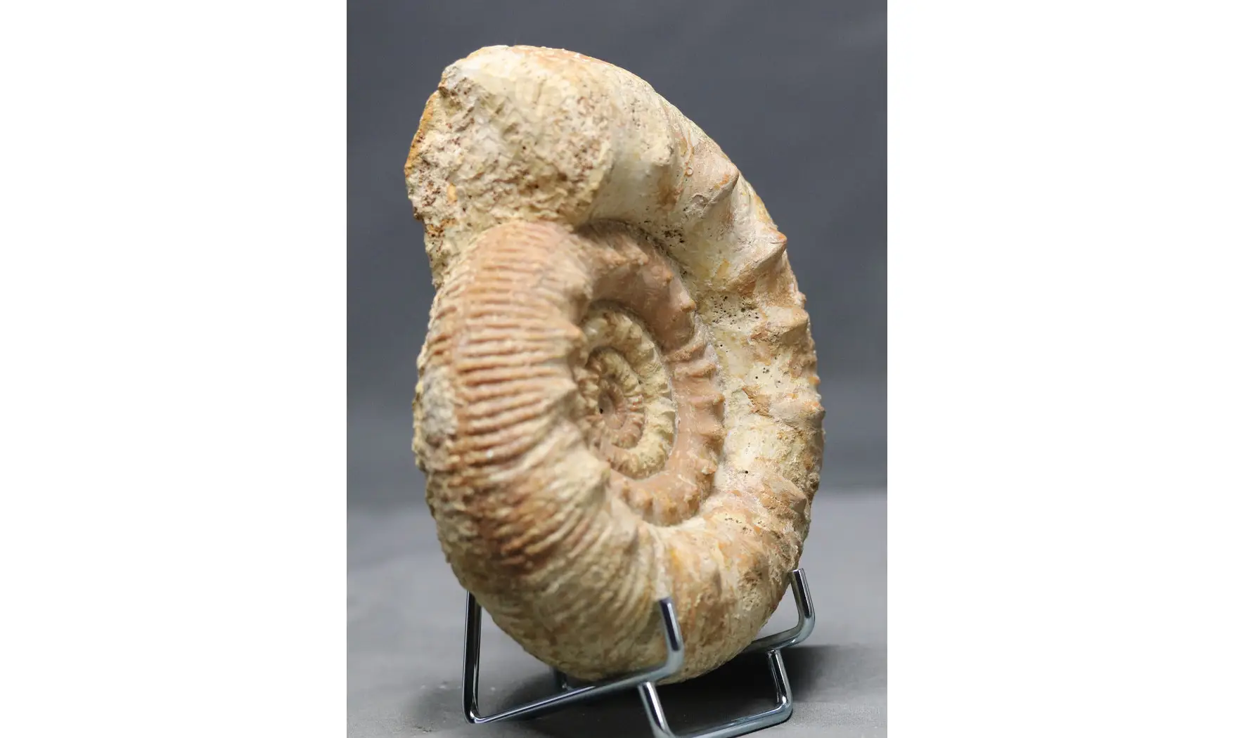 Reineckeia anceps