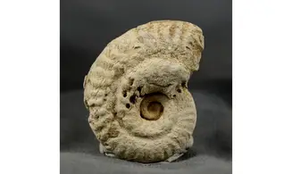 Ochetoceras hispidum