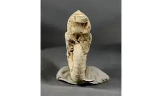 Ochetoceras hispidum