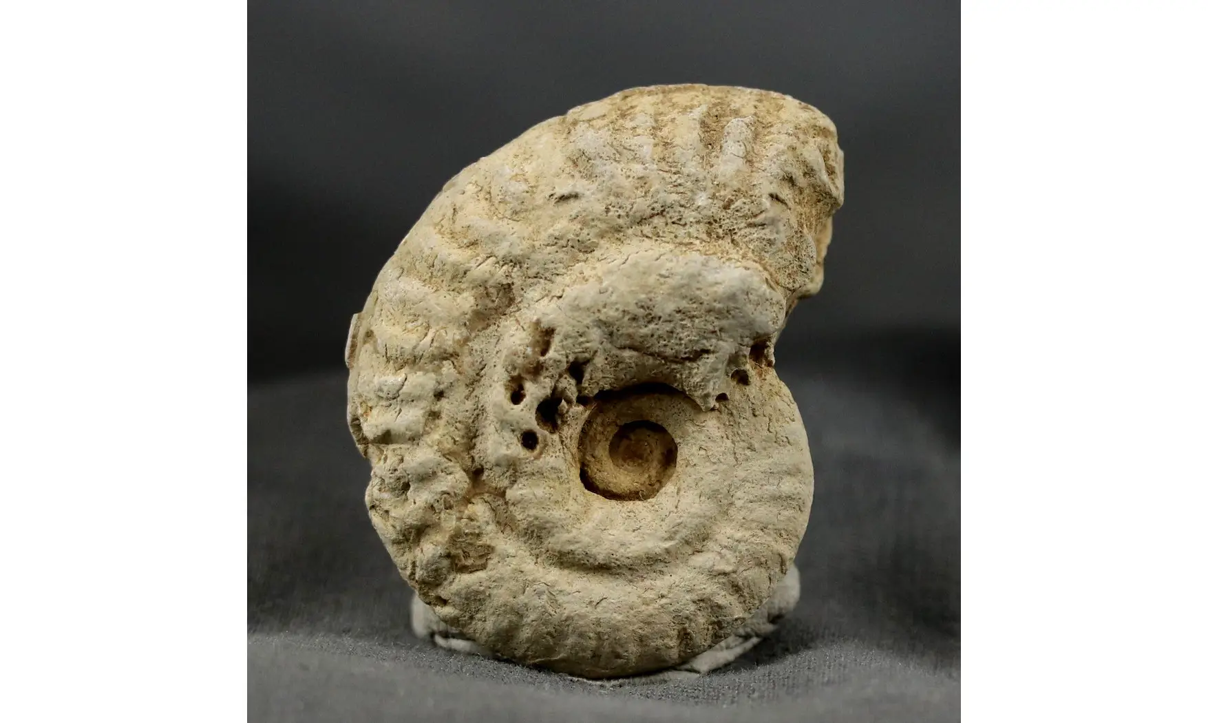 Ochetoceras hispidum