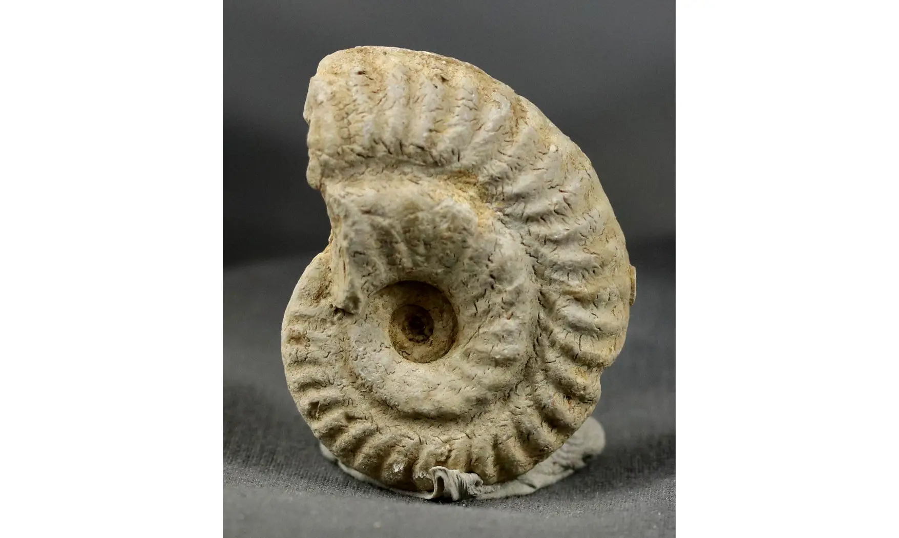 Ochetoceras hispidum