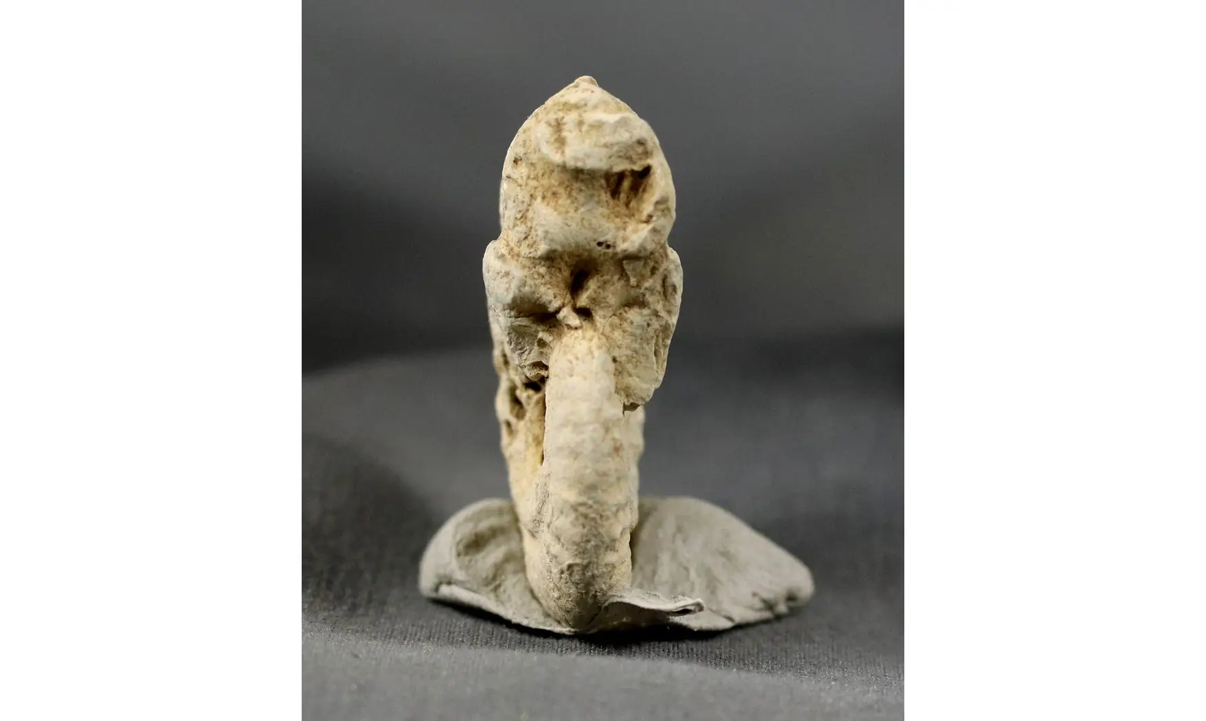 Ochetoceras hispidum