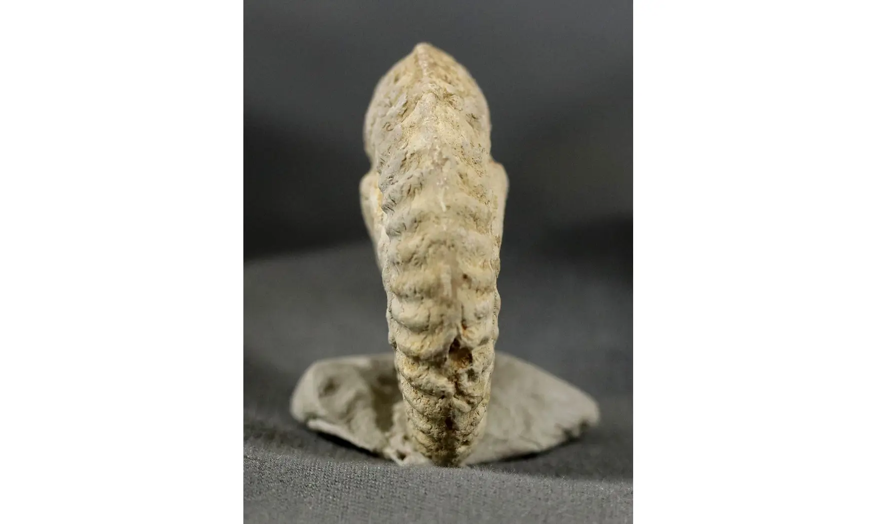 Ochetoceras hispidum