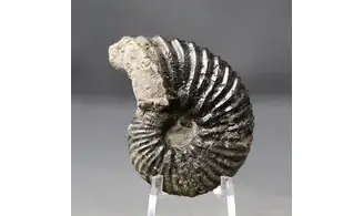Hoplites dentatus