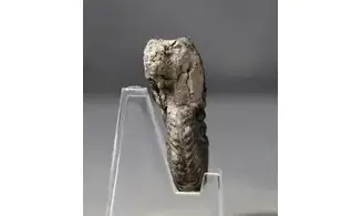 Hoplites dentatus