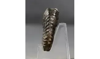 Hoplites dentatus