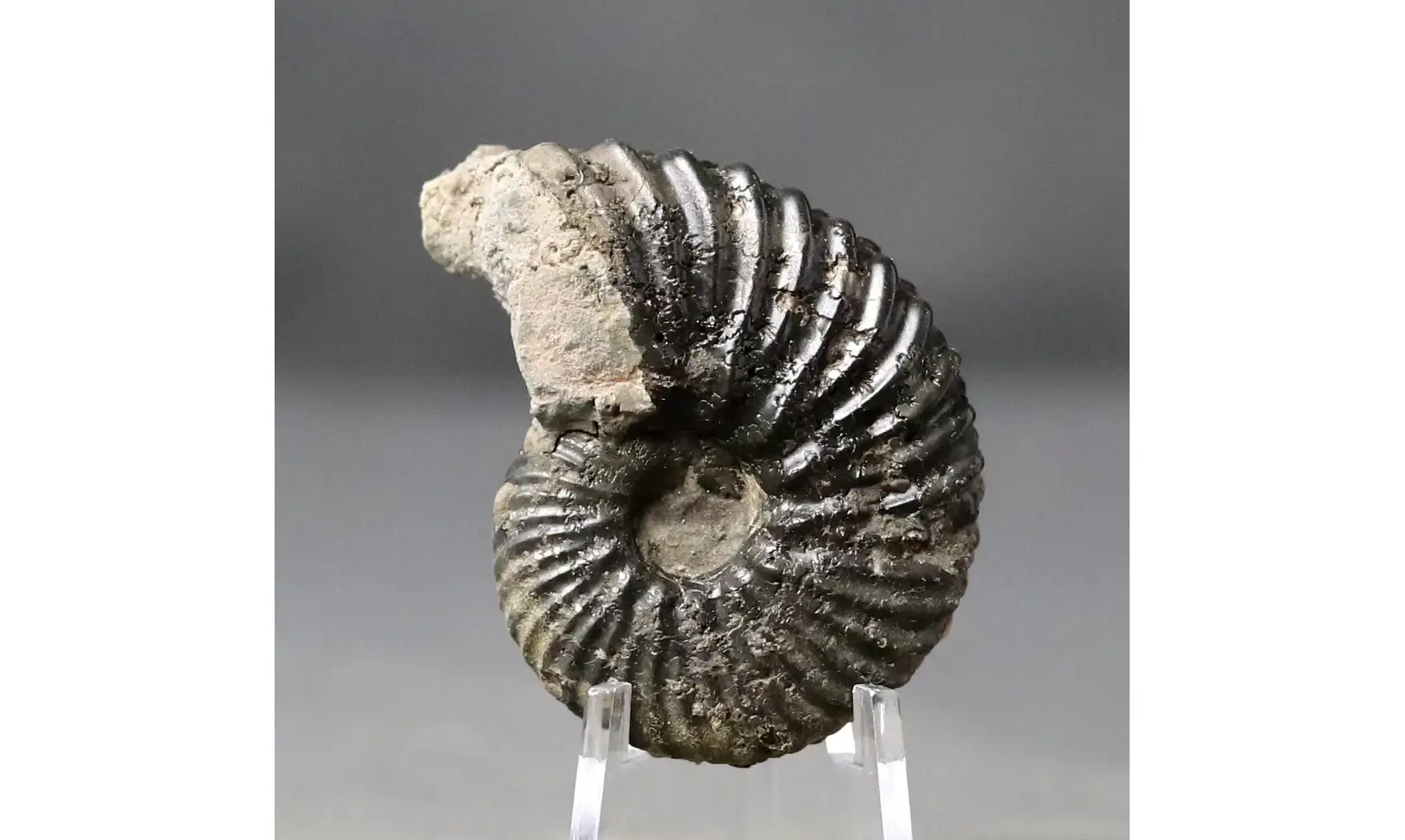 Hoplites dentatus