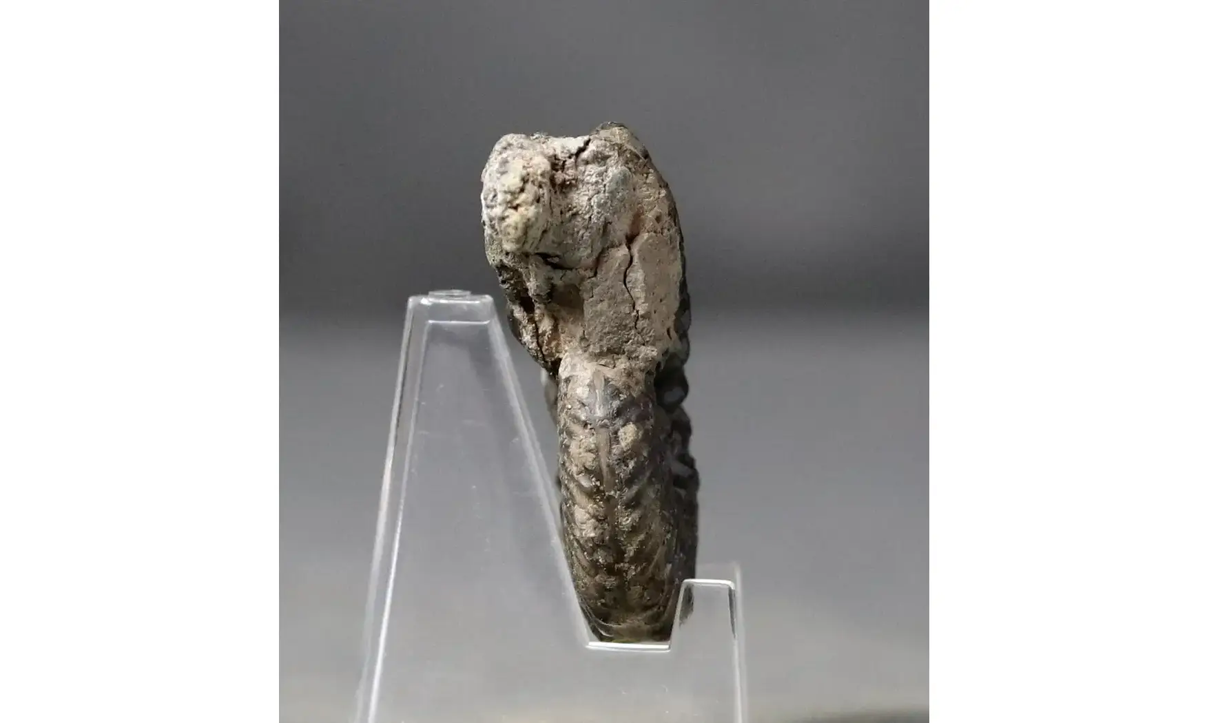 Hoplites dentatus