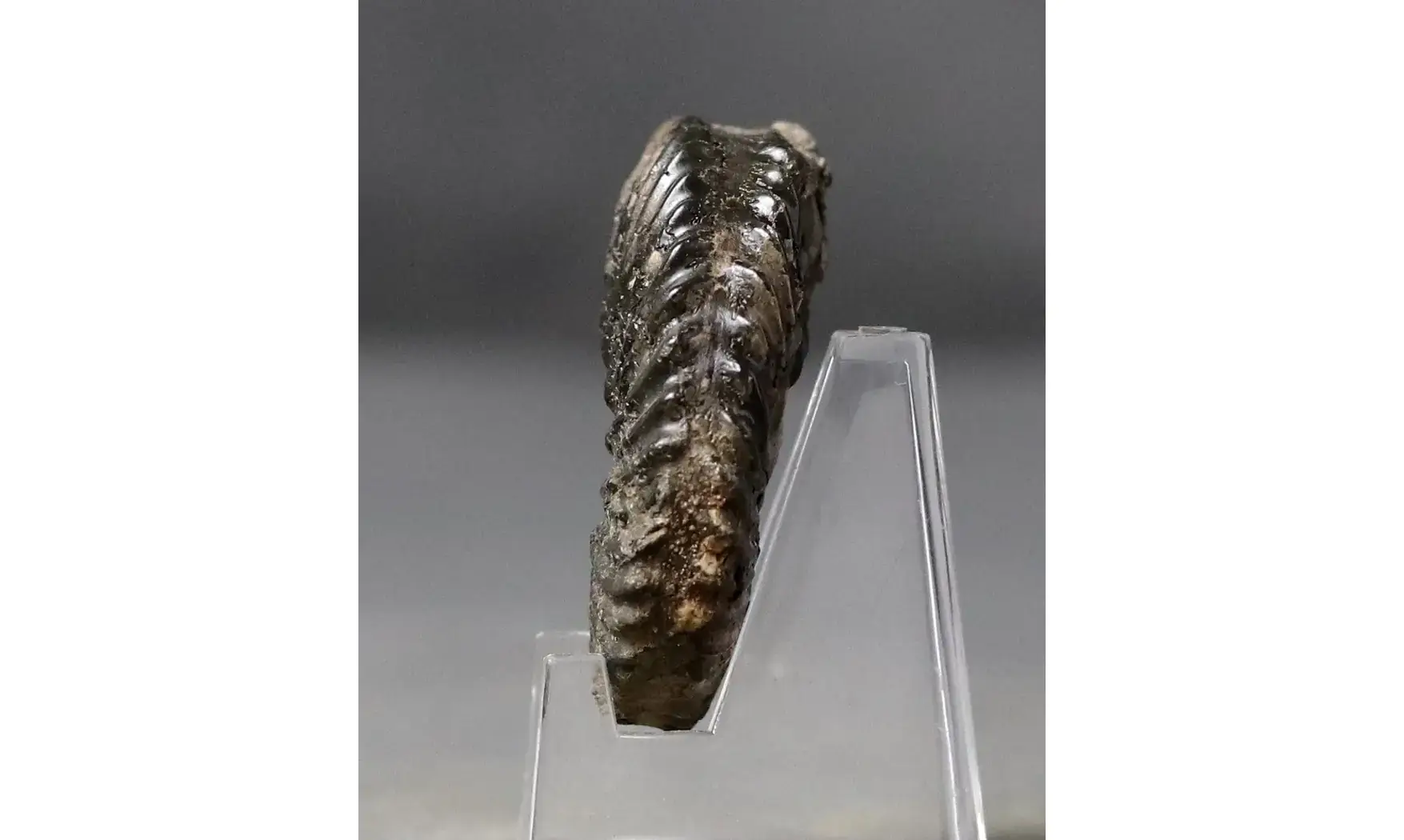 Hoplites dentatus
