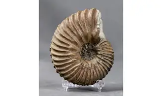 Hoplites dentatus